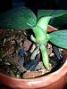 Phalaenopsis mother plant weak with twin keikis-20140428_155823-2-jpg