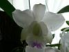 In bloom today-cattleya-walkeriana-var-semi-alba-kenny-10-jpg