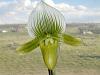 On the subject of Paphs...-paph-maudiae-bloom-jpg