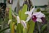 laelia purpurata (first bloom)-img_2278-jpg