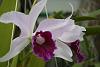 laelia purpurata (first bloom)-img_2276-jpg