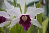 laelia purpurata (first bloom)-img_2275-jpg