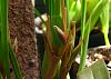 My Maxillaria tenuifolia waiting to bloom-img_9389-buds-jpg