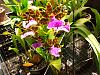 Zygopetalum in full bloom-img_9481-1-jpg