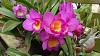 My blooming orchids~-neo5-jpg