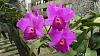 My blooming orchids~-neo6-jpg