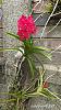 My blooming orchids~-neo25-jpg