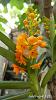 My blooming orchids~-neo43-jpg