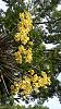 Dendrobium of my garden from Taiwan-neo2-jpg