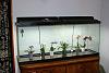 Building an Orchid-arium-terrarium-project-jpg