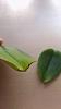 why has healthy green leaves fell off my orchid-imag2459-jpg