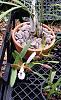 Some Encyclia Species Blooming-pyriformis2-jpg