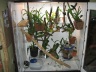 My new orchidarium...take a look-img_0036-2-2-jpg