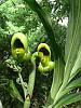 Catasetum Black Knight female flowers-catasetum-black-knight-jpg