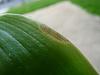 Help with fast moving fungus? on bellina leaf-p1120720-jpg