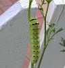 Swallowtail Caterpillar-caterpillar-swallowtail-2014-jpg