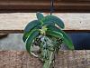 Angraecum aloifolium !-angcm-aloifolium-2-jpg