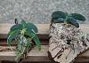 Angraecum aloifolium !-angcm-aloifolium3-jpg