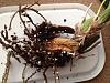 Help with repotting Oncidium-image-jpg