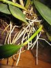 broken Cattleya bulbs-2336-jpg