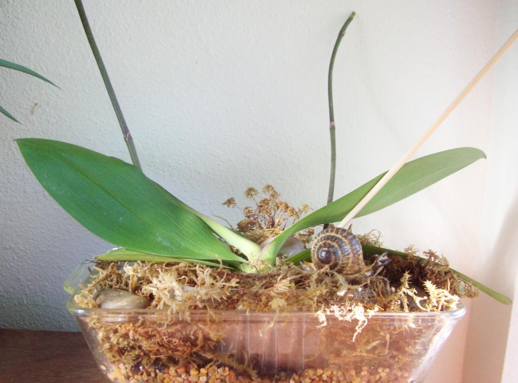 sphagnum moss growing? - Orchid Board - Most Complete Orchid Forum on the  web !