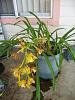 Cymbidium i think...-2359-jpg