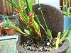 Help with my Maxillaria tenufolia-img_9698-jpg