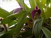 Orchid Blooming page-lol-004-jpg