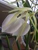 Orchid Blooming page-lol-010-jpg