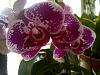 Orchid Blooming page-stuff-127-jpg