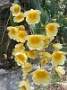 Dendrobium aggregatum aka lindleyi on a pot-aggr2-jpg