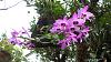 Dendrobium of my garden from Taiwan-neo1-jpg