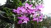 Dendrobium of my garden from Taiwan-neo3-jpg