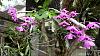 Dendrobium of my garden from Taiwan-neo4-jpg