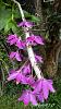 Dendrobium of my garden from Taiwan-neo6-jpg