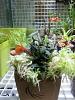 Cool growing 'orchidarium'-20140525_192114-jpg