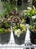 Cool growing 'orchidarium'-20140525_192059-jpg