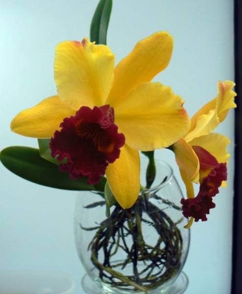 Blc. Toshie's Magic in water culture