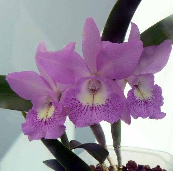 Bc. Little Marmaid 'Janet'