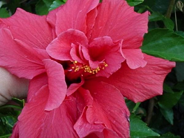 hibiscus