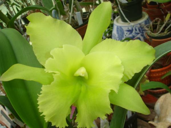 blc ports of paradise 'emerald isle'