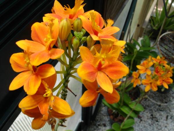 reed stem epidendrum