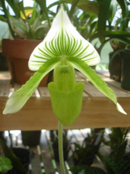 paph. claire de lune