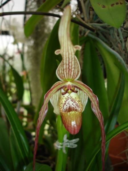 paph predator