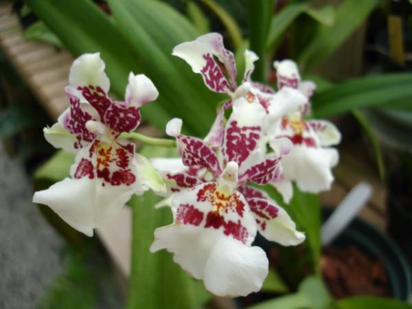 mtdnm. bartley schwartz 'hilander' am/aos