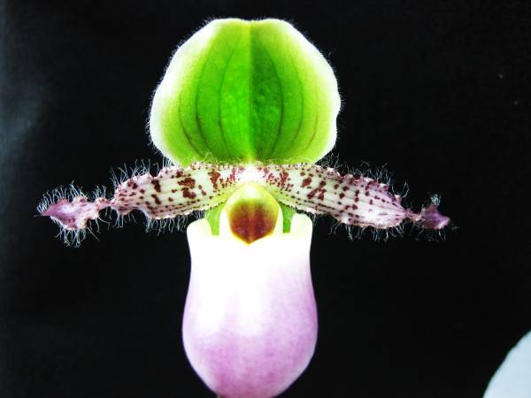 Paph. Pinocchio