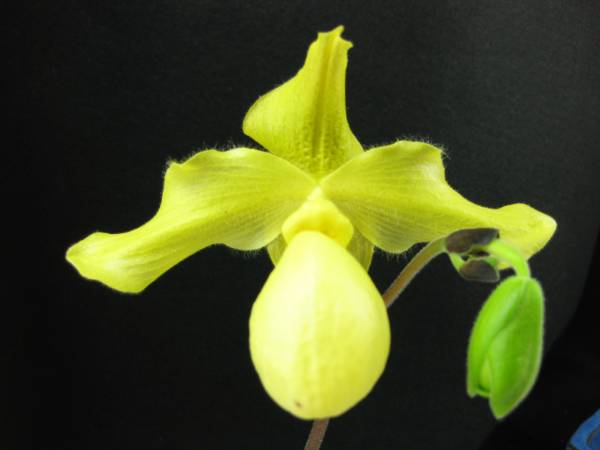 Paph. Pinocchio x armeniacum