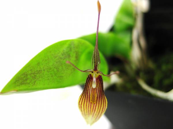 Restrepia antennifera