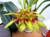 Bulbophyllum_graveolens.JPG