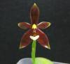 Phalaenopsis_cornu-cervi_Red_Damlong_2.JPG